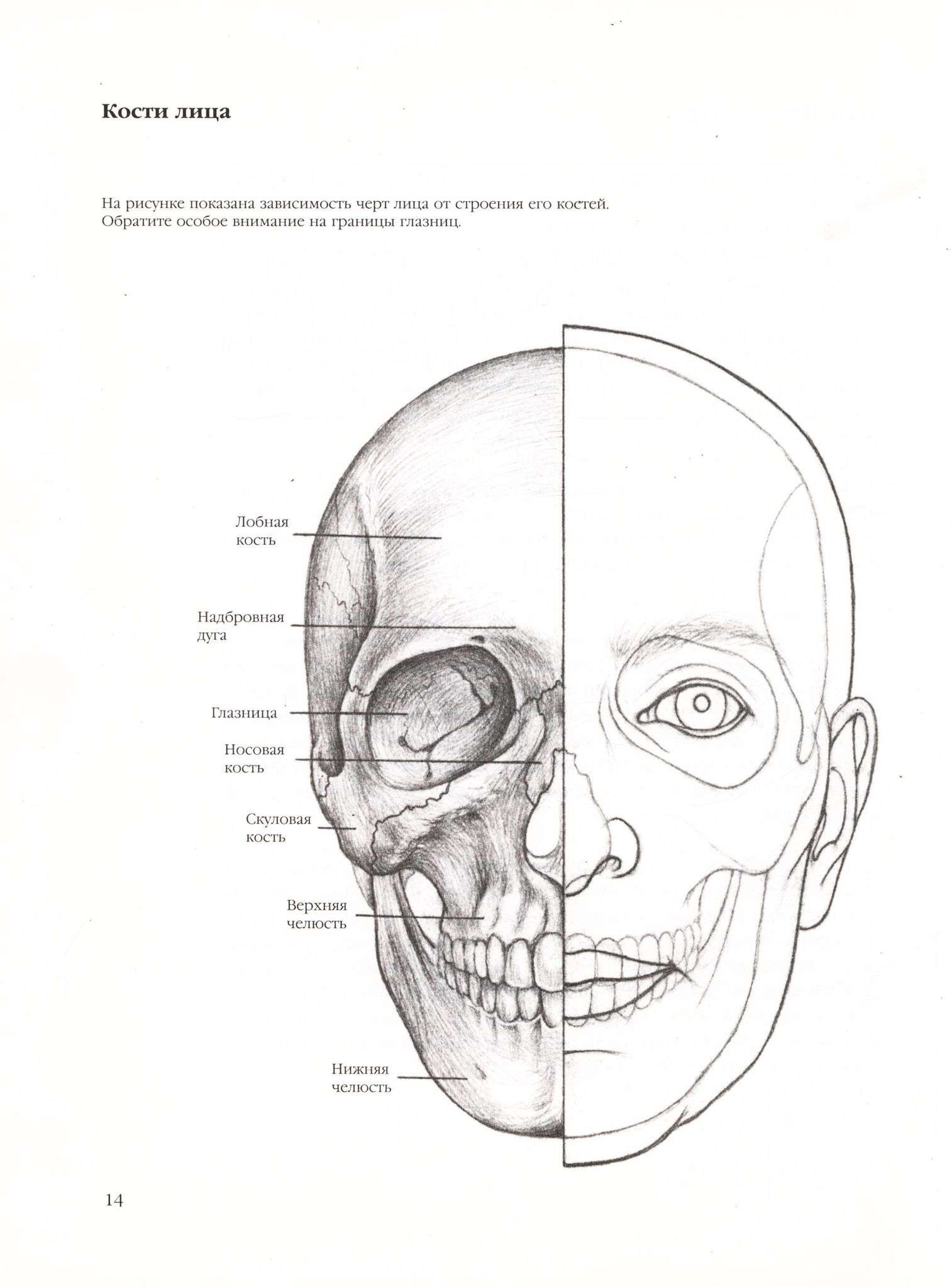 Опорные точки черепа в анатомии