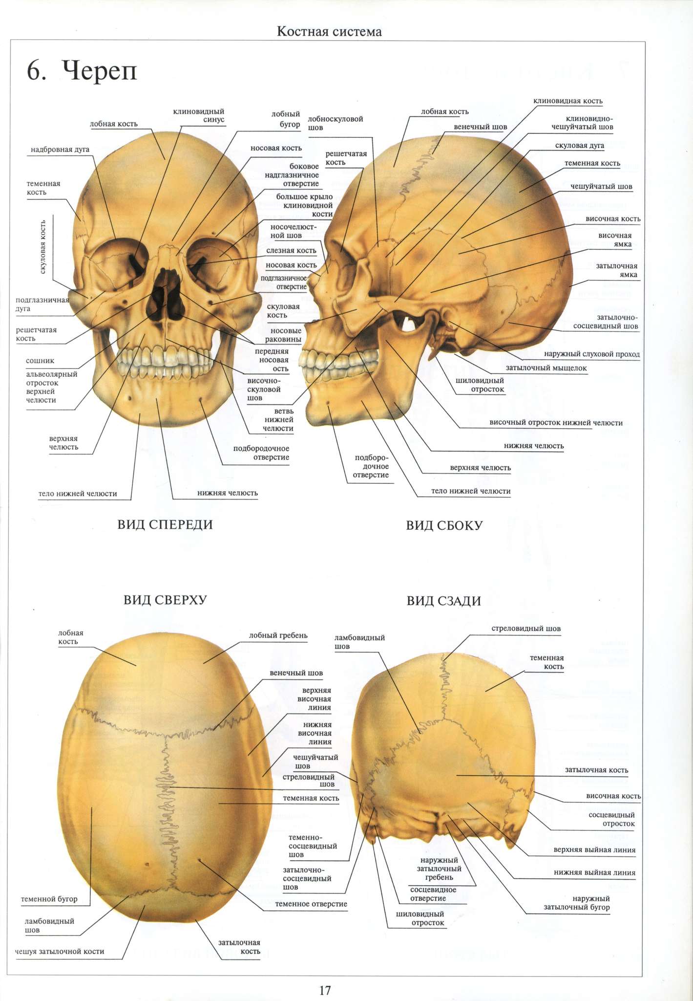 Лобная теменная затылочная кость. Лобная кость черепа анатомия. Свод черепа и основание черепа. Кости свода черепа анатомия. Швы черепа анатомия теменная кость.