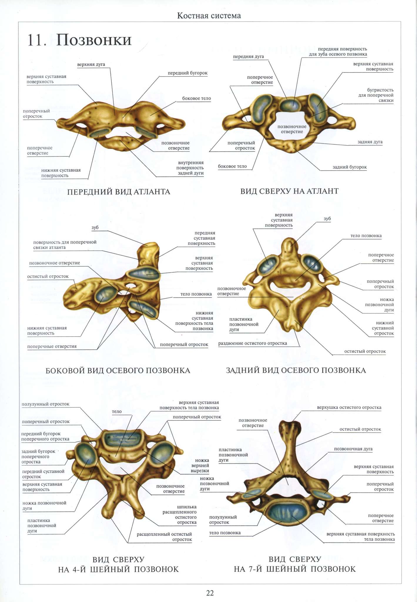 Анатомия шейного отдела позвоночника в картинках