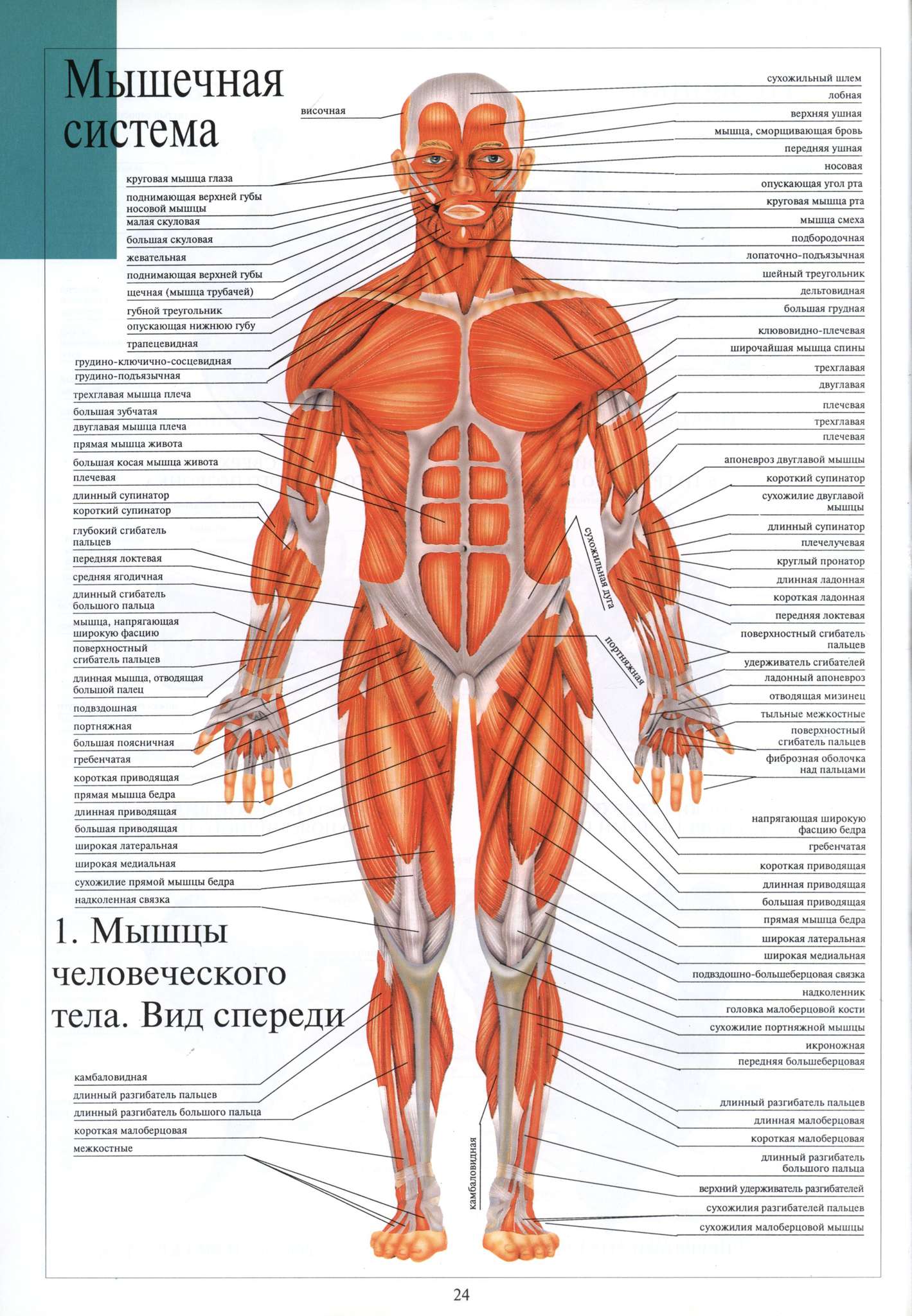 Мышцы туловища человека анатомия атлас