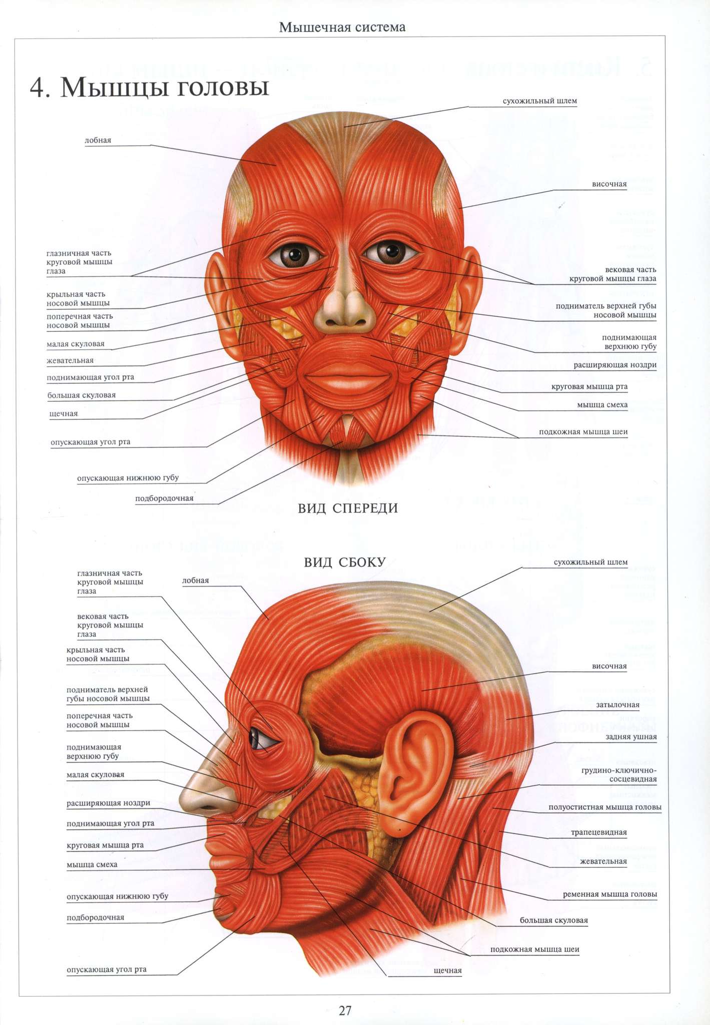 Мышцы лица анатомия вид сбоку