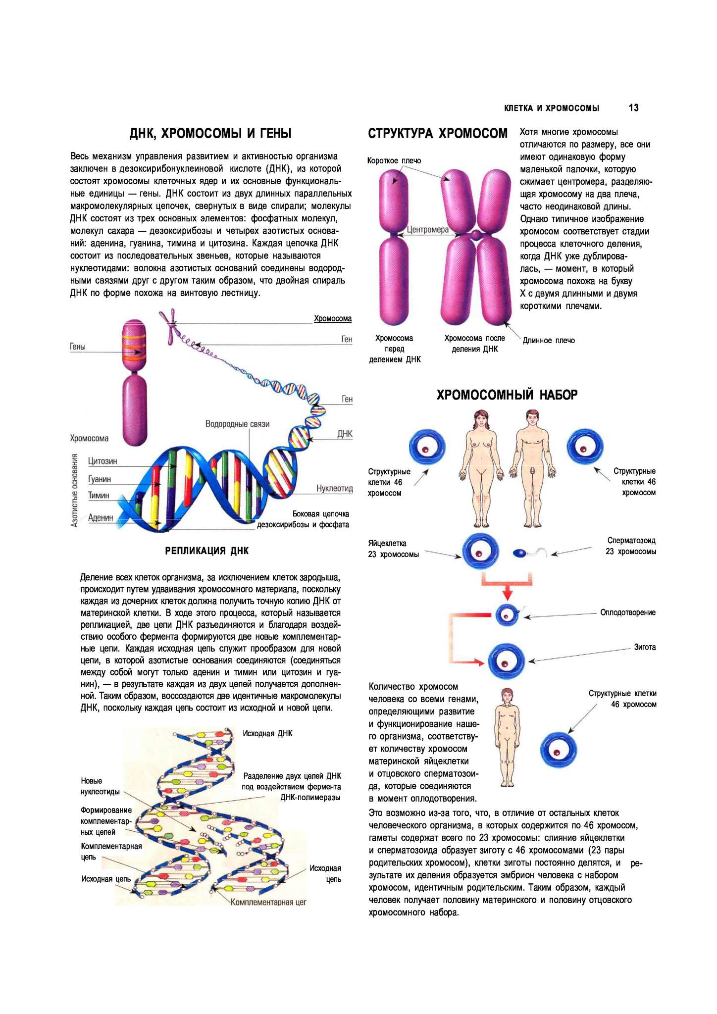 Молекулы днк находится в хромосомах. ДНК И хромосомы. Хромосомы человека. ДНК человека хромосомы. Молекулы ДНК В хромосоме.