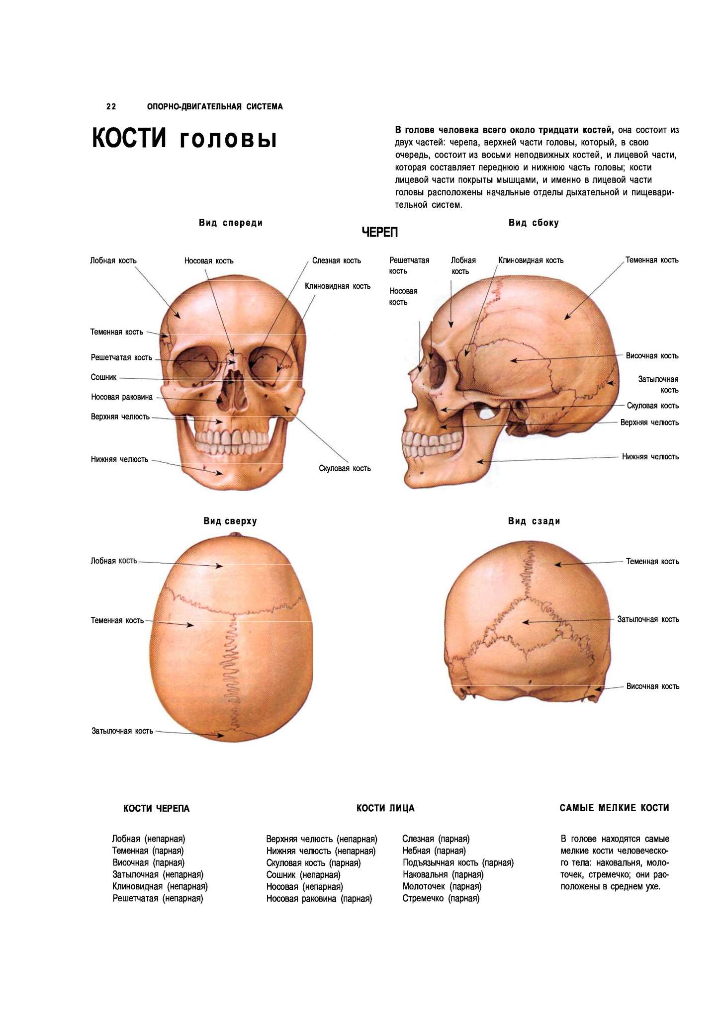 Кости скелета головы человека анатомия