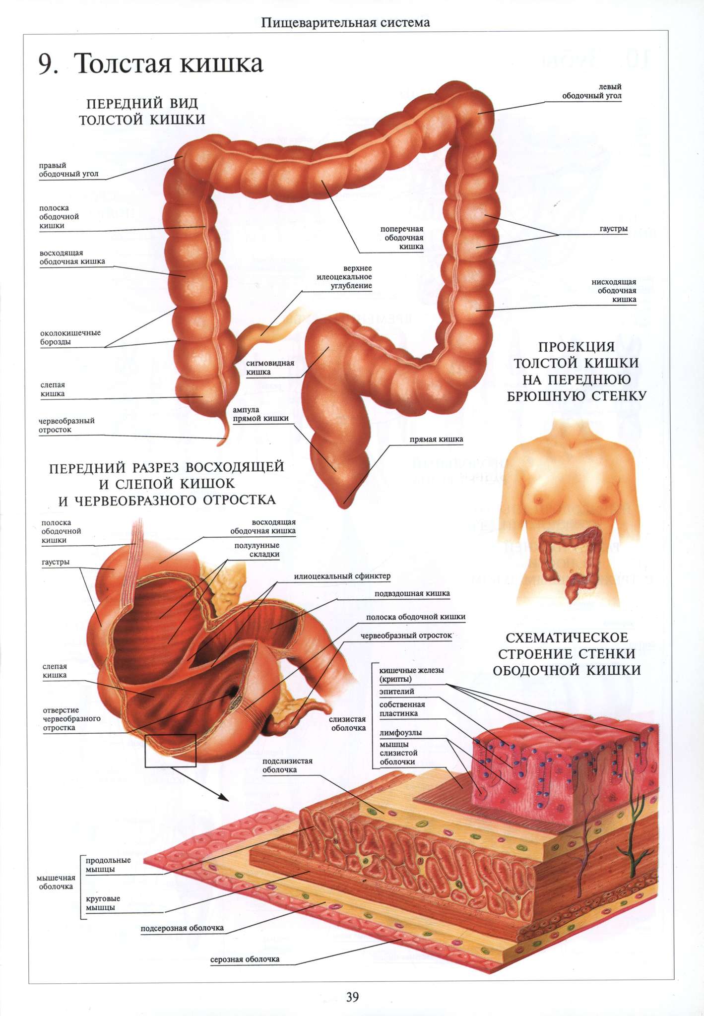 Тонкий и толстый кишечник анатомия строение