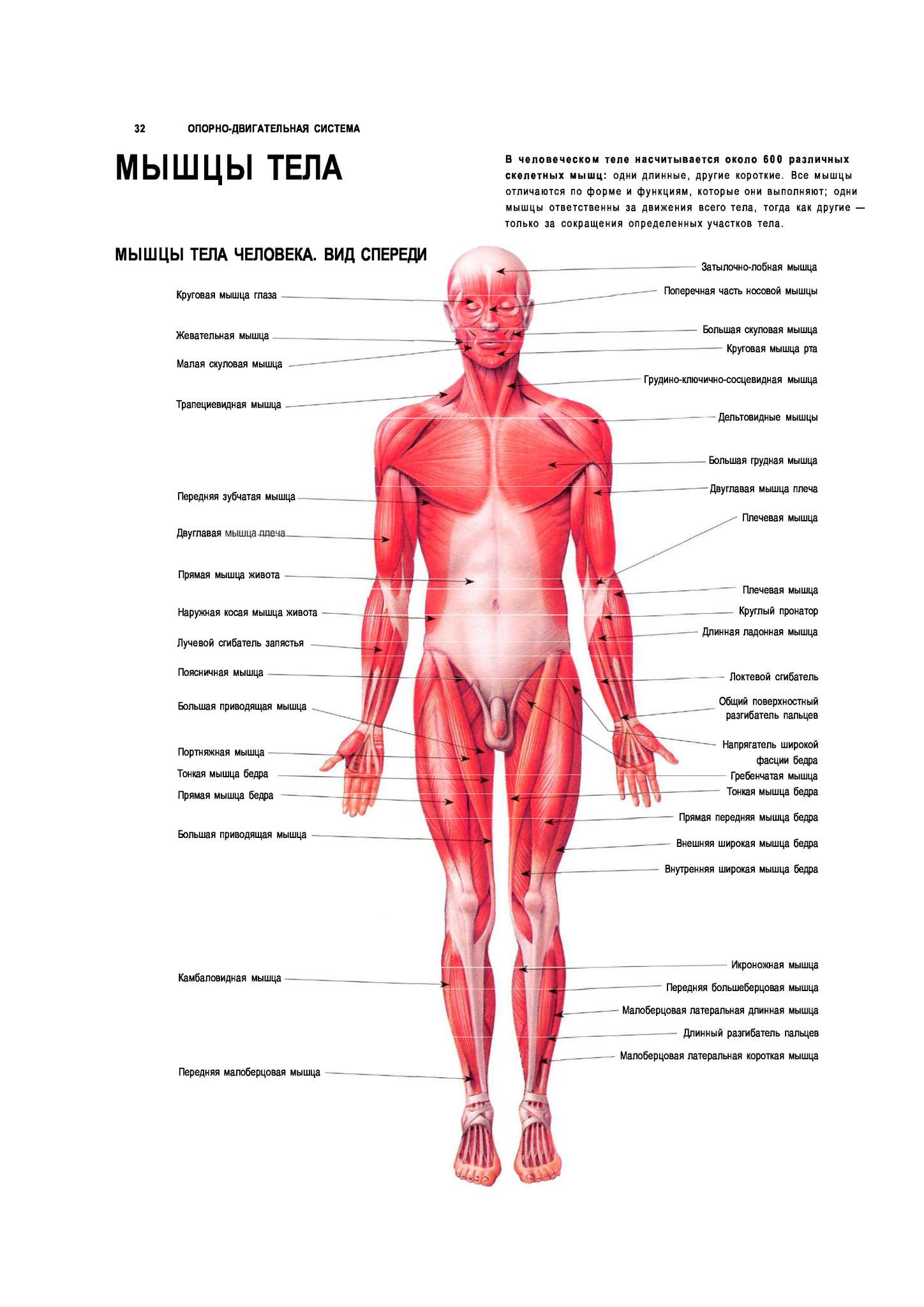 Название организма человека. Плакат мышцы человека. Мышцы термины.