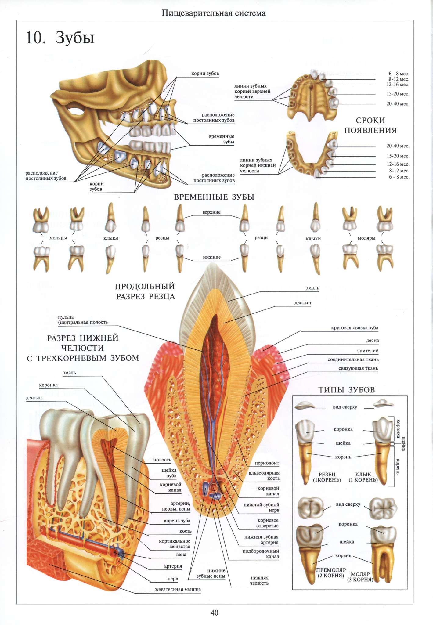 Строение корней зубов верхней челюсти