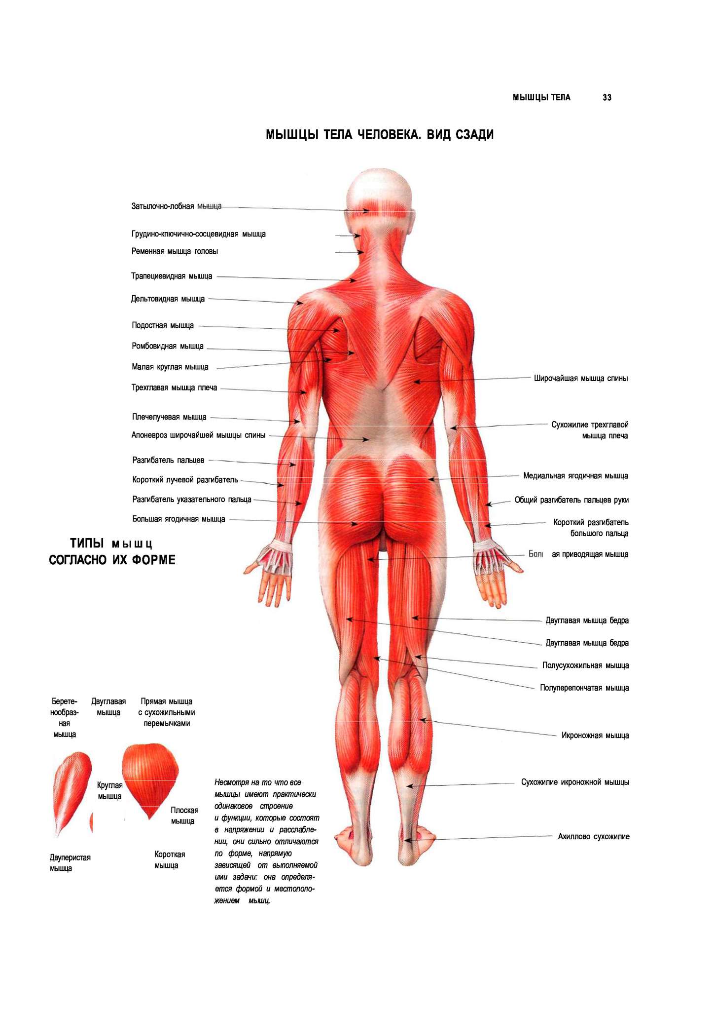 Внутренние органы человека схема расположения у женщин со спины