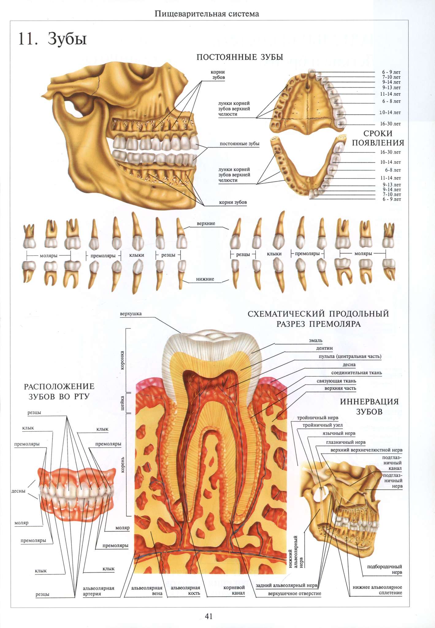 Зубы человека анатомический атлас