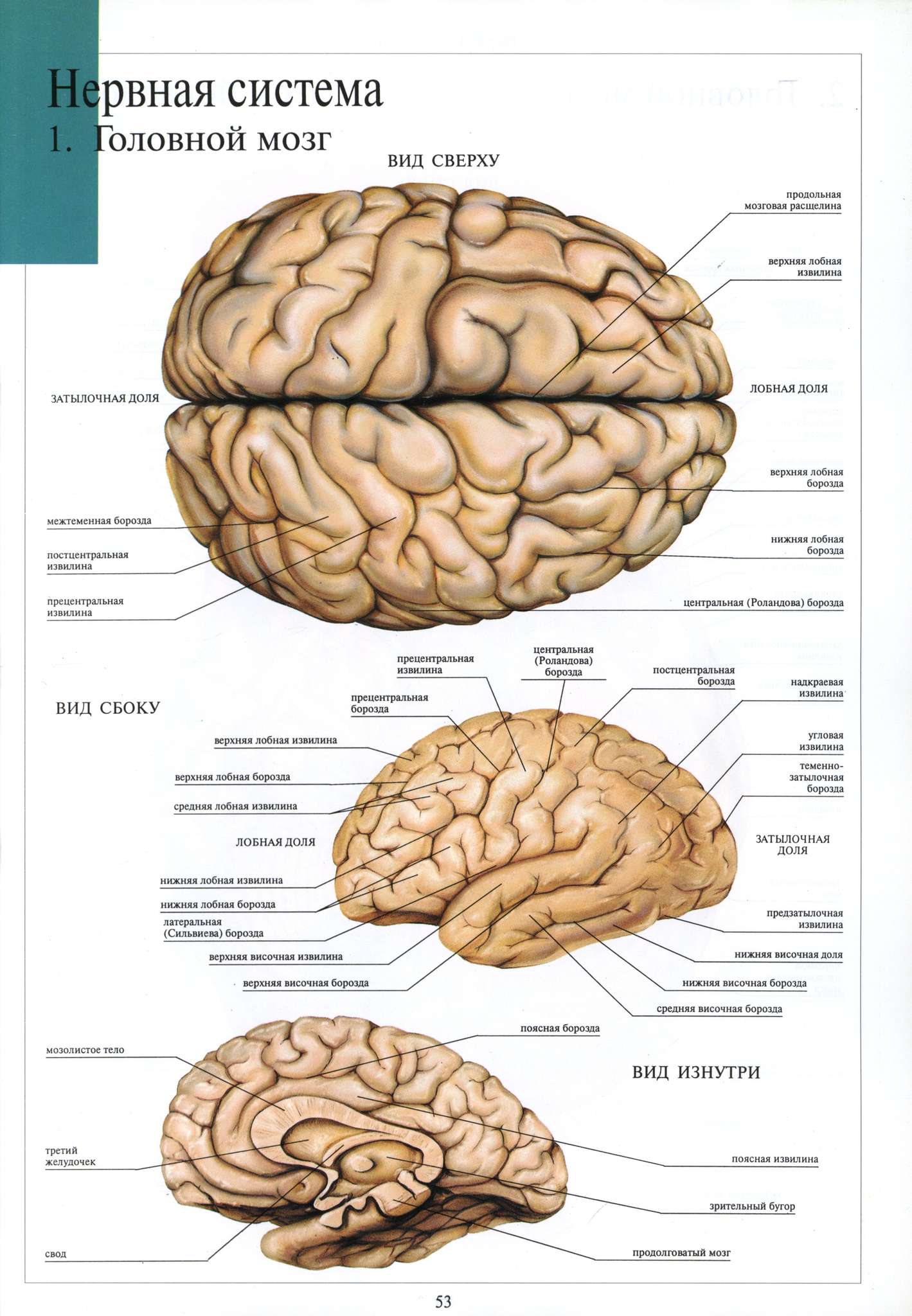 Борозды и извилины мозга человека. Строение головного мозга доли борозды извилины. Борозды конечного мозга анатомия. Конечный мозг анатомия извилины. Латеральная борозда головного мозга.