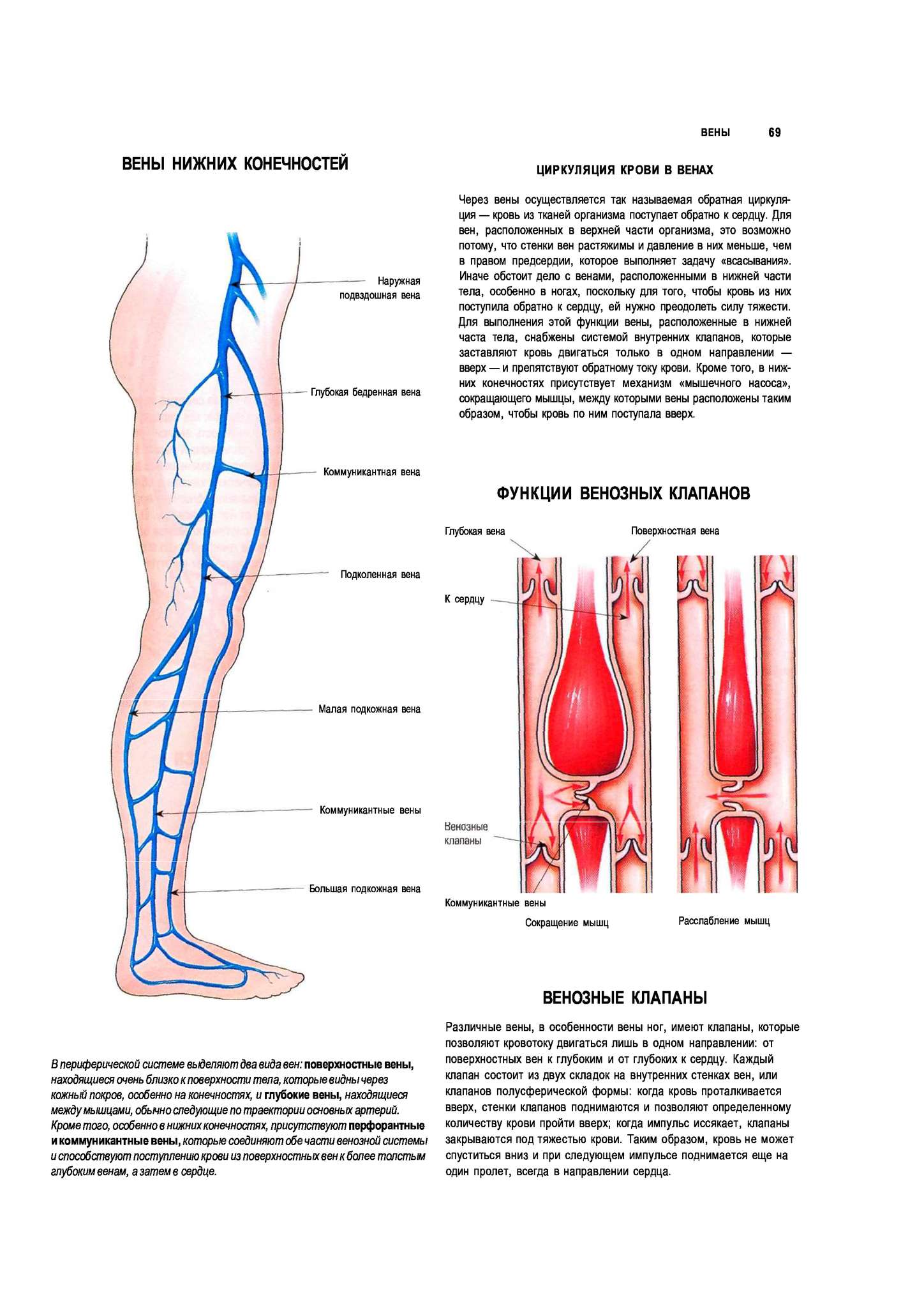 Мышцы кровеносных сосудов. Сосуды и вены нижних конечностей анатомия. Строение вен нижних конечностей человека. Кровоснабжение нижней конечности анатомия вены. Подкожные вены нижней конечности анатомия.