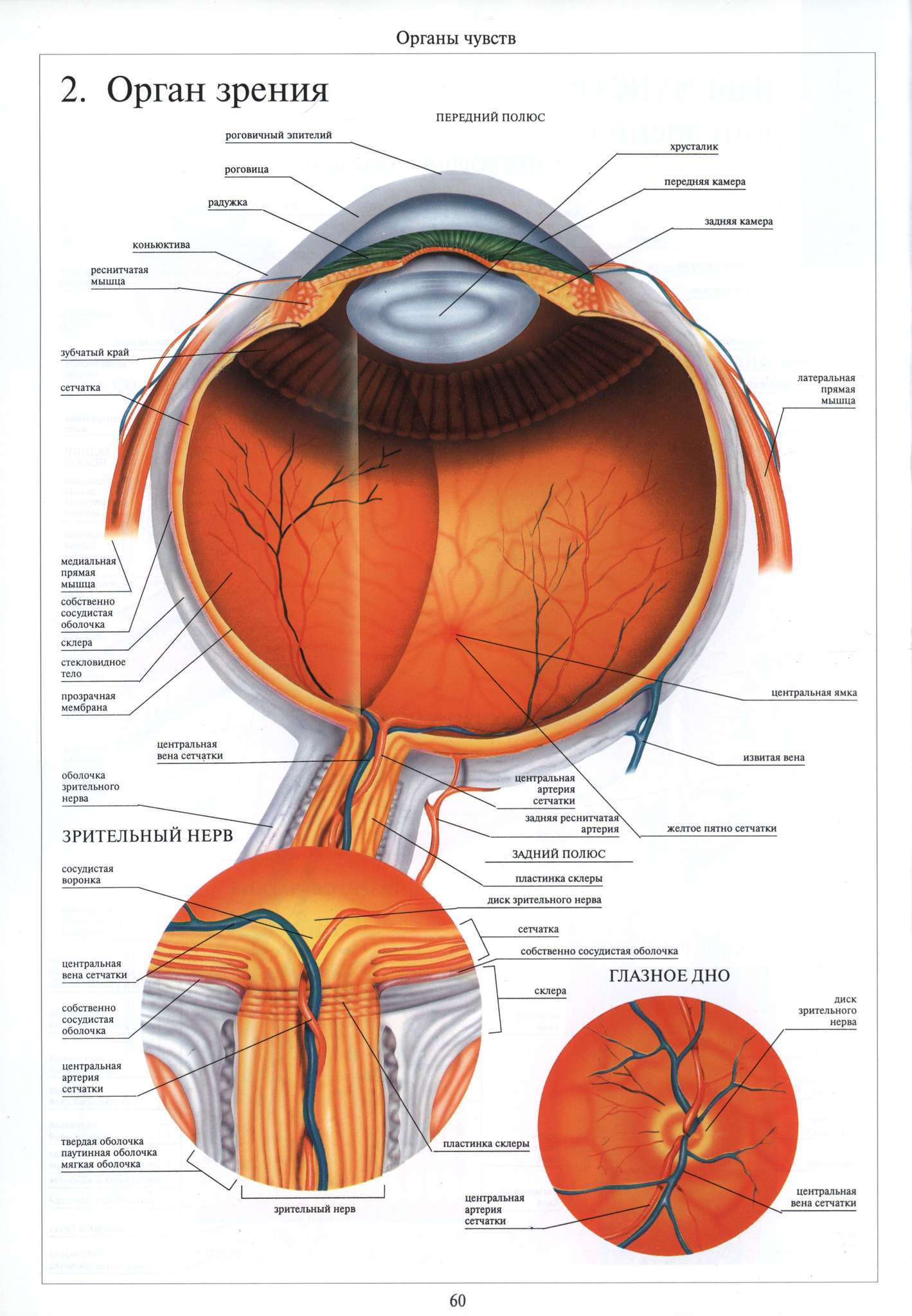 Зрительный нерв глаза анатомия
