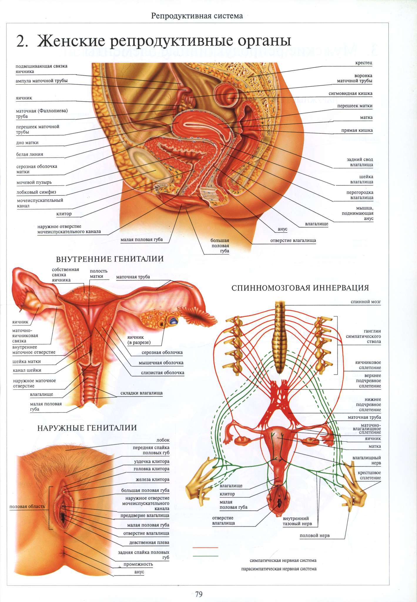 женские органы внизу живота фото