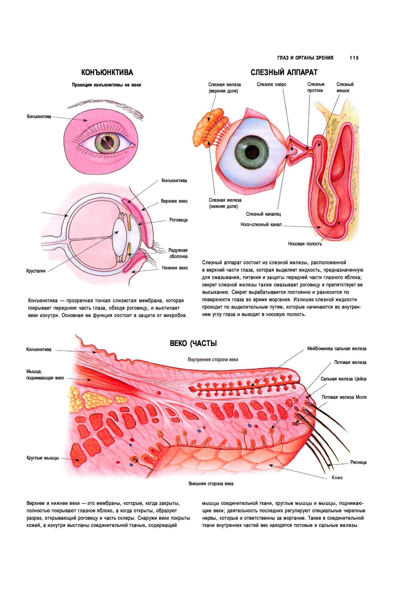 Строение глаза конъюнктива склера