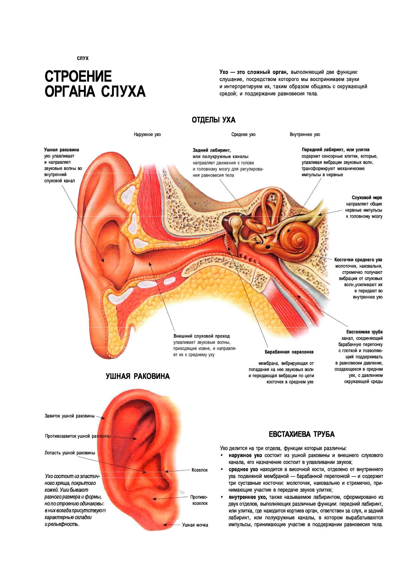 Строение органа слуха человека таблица