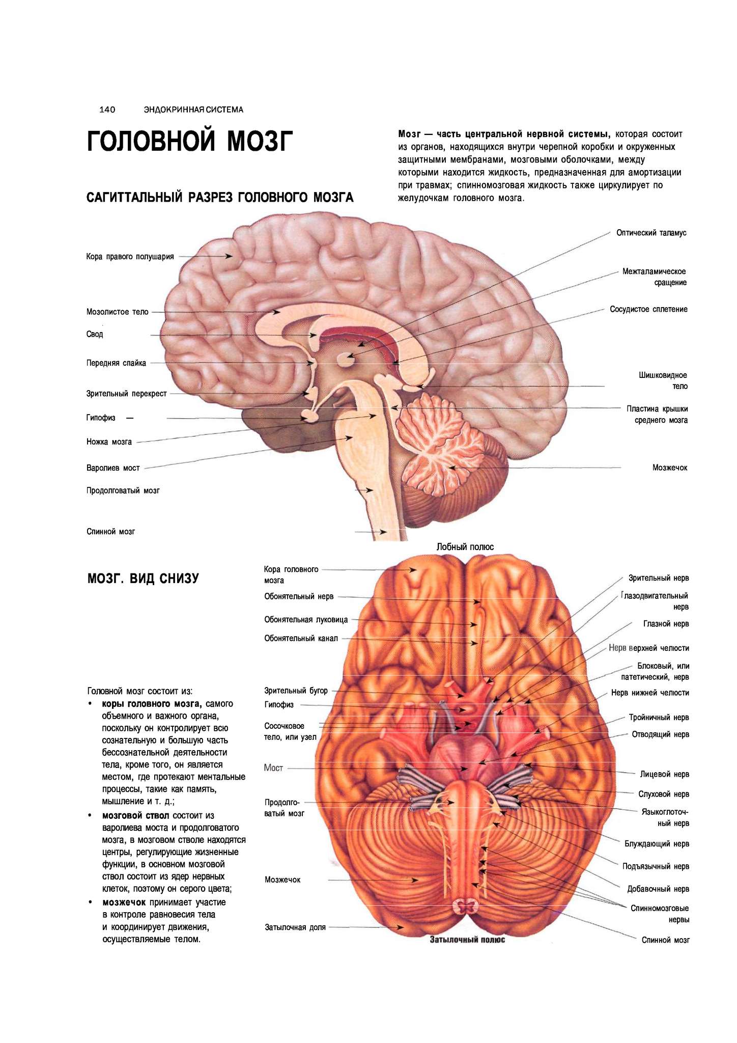 Части мозга названия. Отделы головного мозга внутреннее строение. Головной мозг строение анатомия. Отделы головного мозга схема ЕГЭ. Функции головного мозга анатомия.