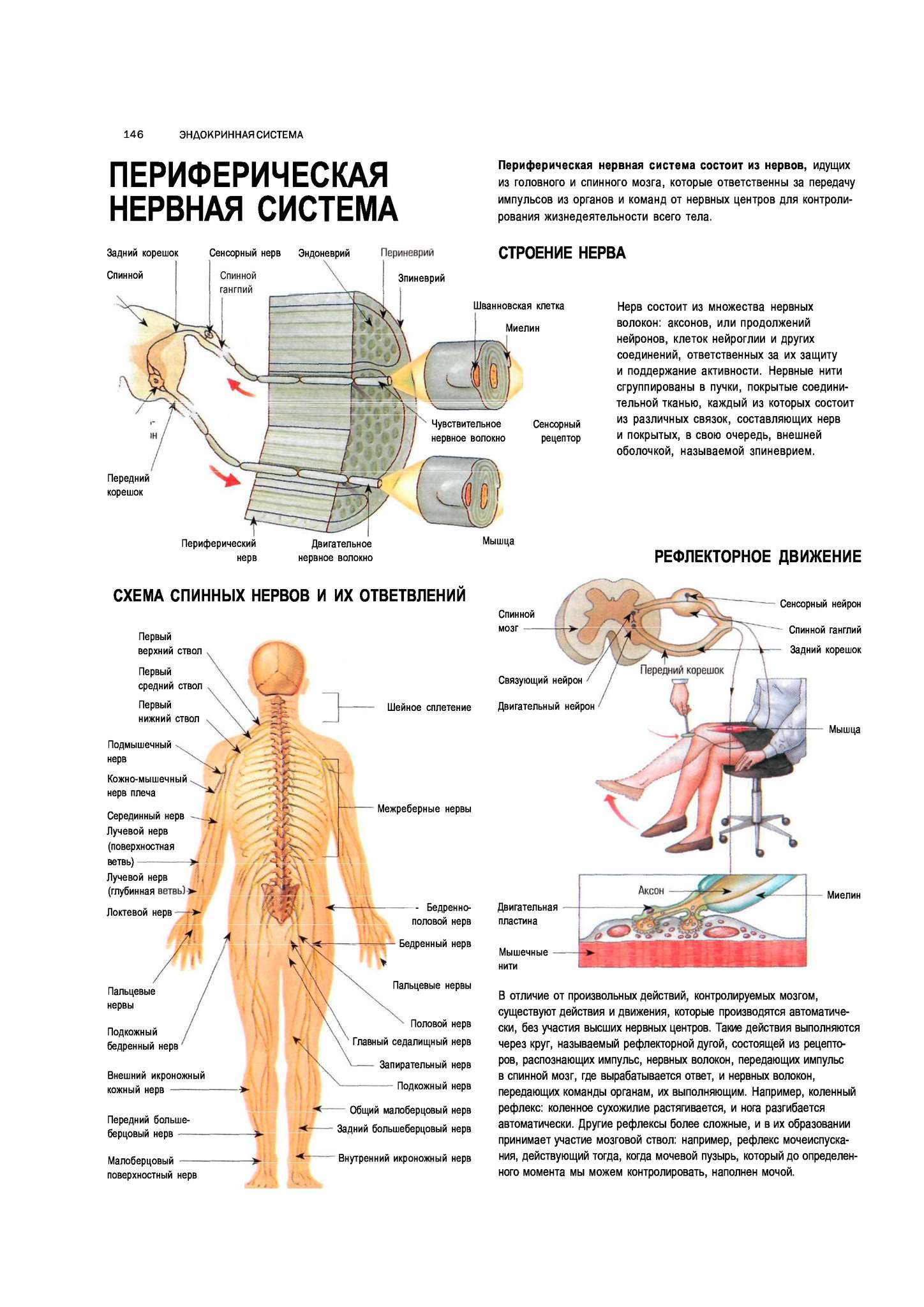 Какие функции выполняет периферическая нервная система. Анатомия человека нервная система ПНС. Периферическая нервная система анатомия. Периферическая НС анатомия. Нервная система человека плакат анатомия.