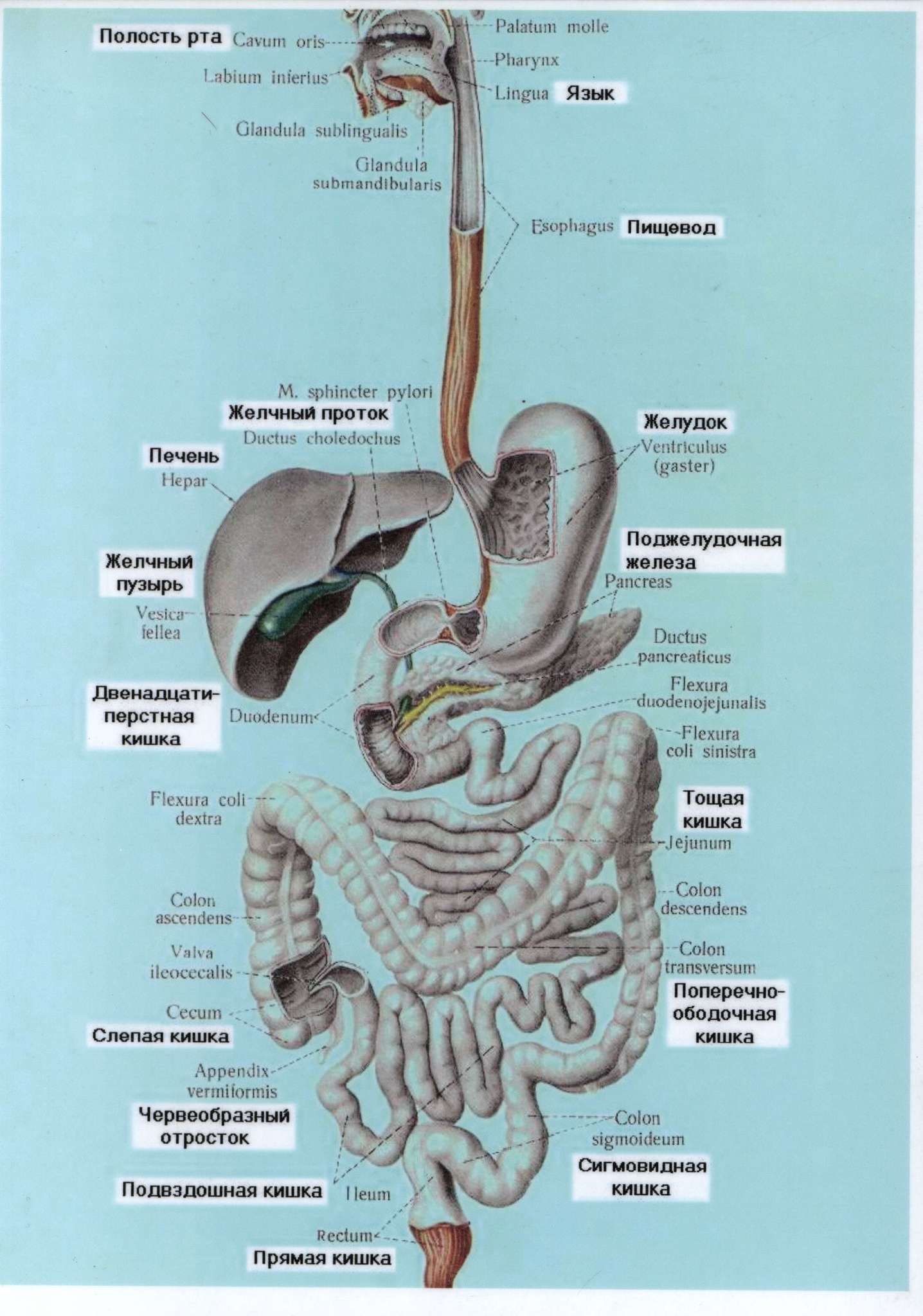 Устройство кишечника у человека картинки