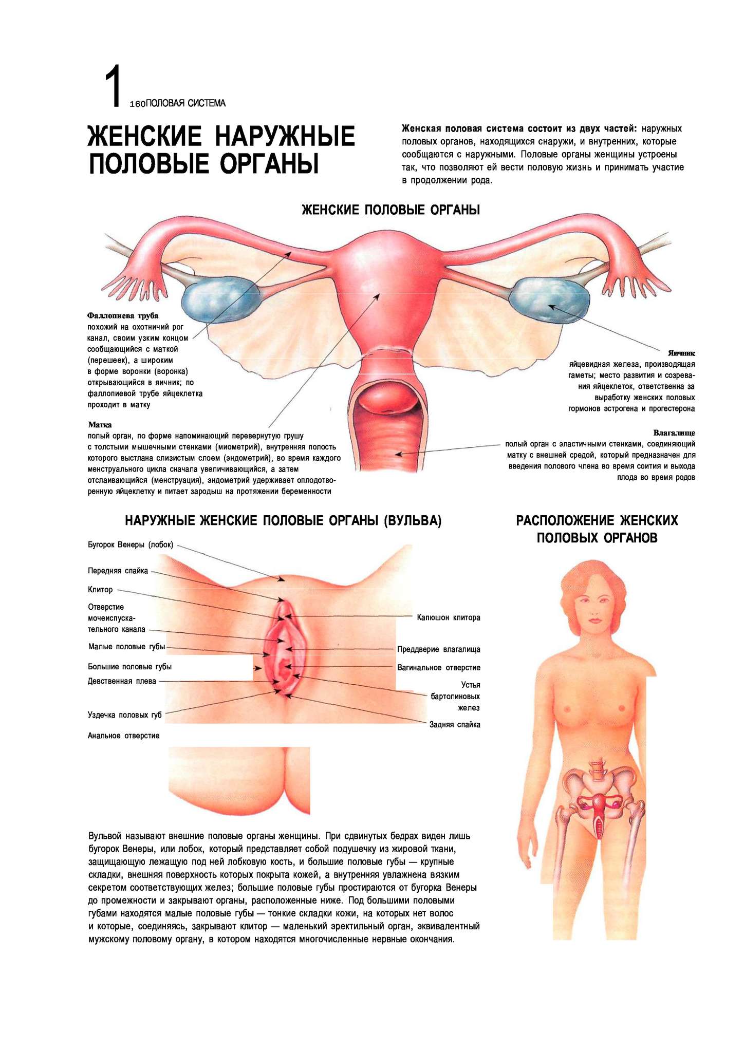 Строение наружных женских пол органов