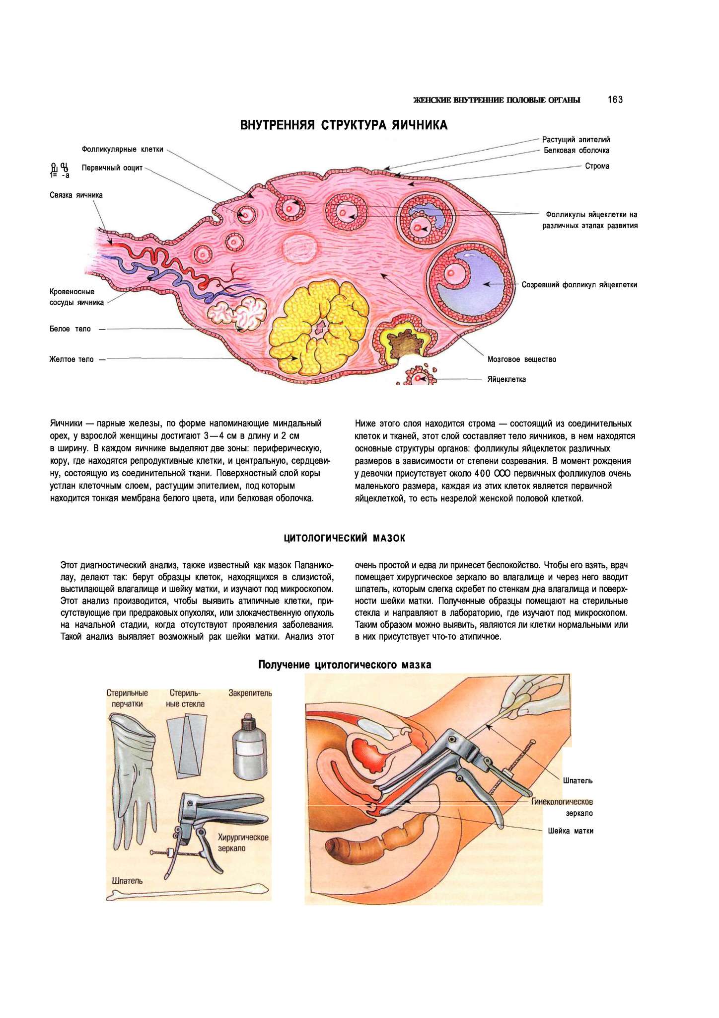 Женская половая система строение и функции. Яичники расположение строение функции. Женская половая система яичник анатомия строение. Внутреннее строение яичника анатомия. Женские половые органы анатомия яичник.