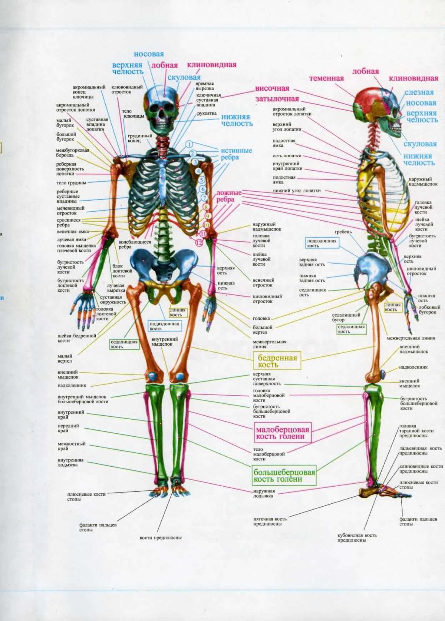 Анатомический атлас скелета человека