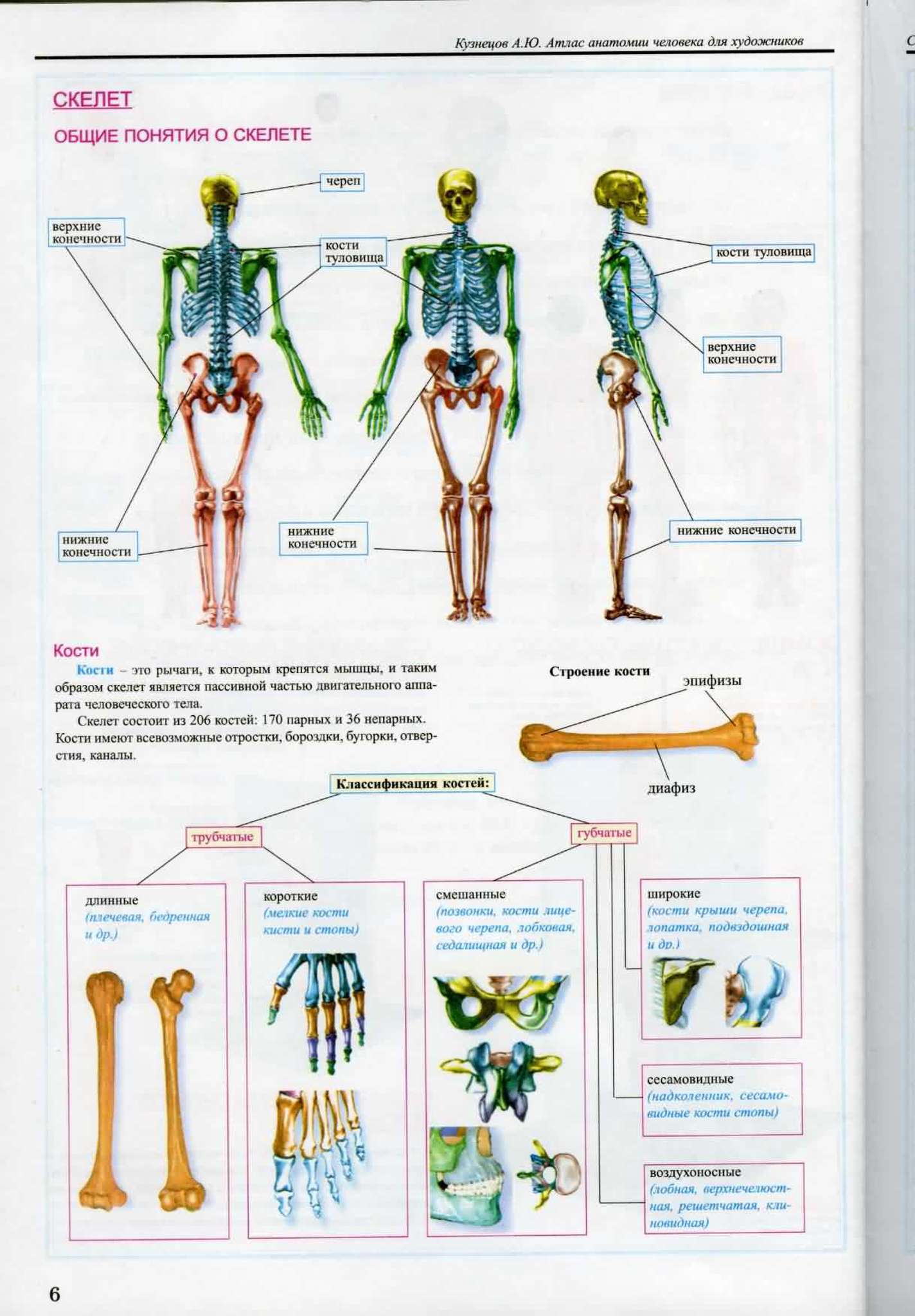 Анатомия ответы по анатомии человека. Кузнецов анатомия для художников. Атлас анатомии человека для художников Кузнецов а.ю. Анатомический атлас Кузнецов. Атлас по анатомии Кузнецова.