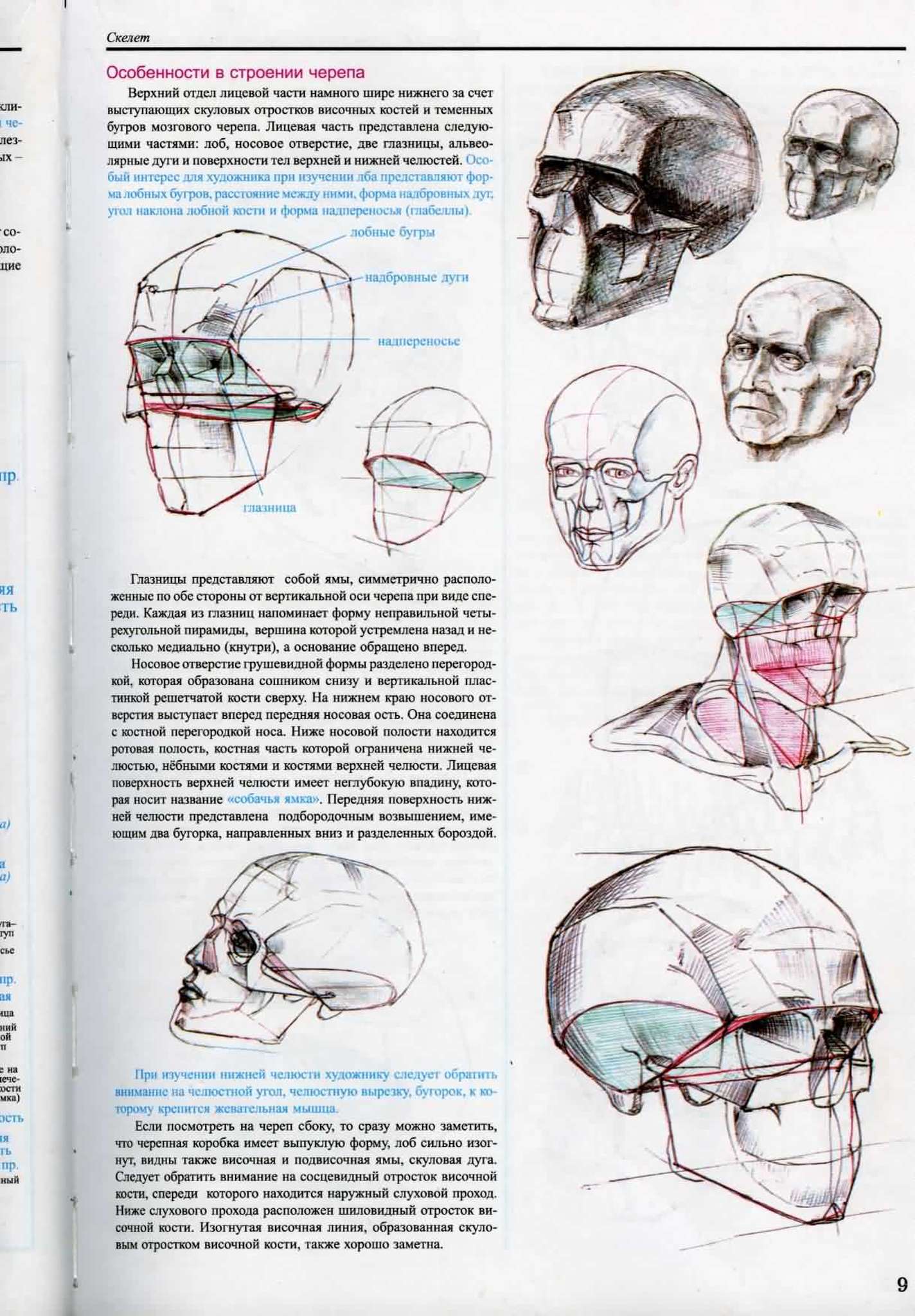 Пластическая анатомия для художников череп