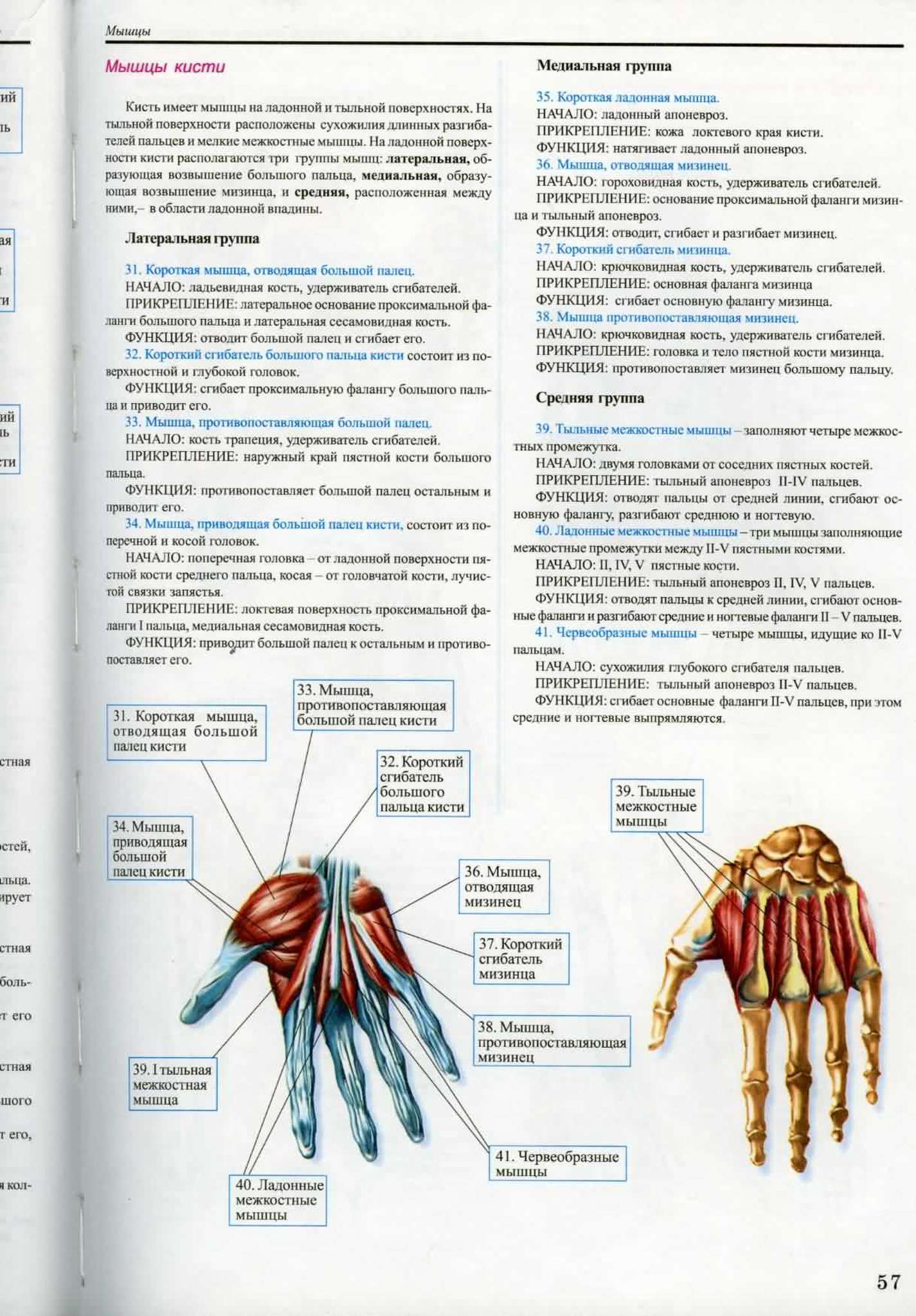 План изучения анатомии человека