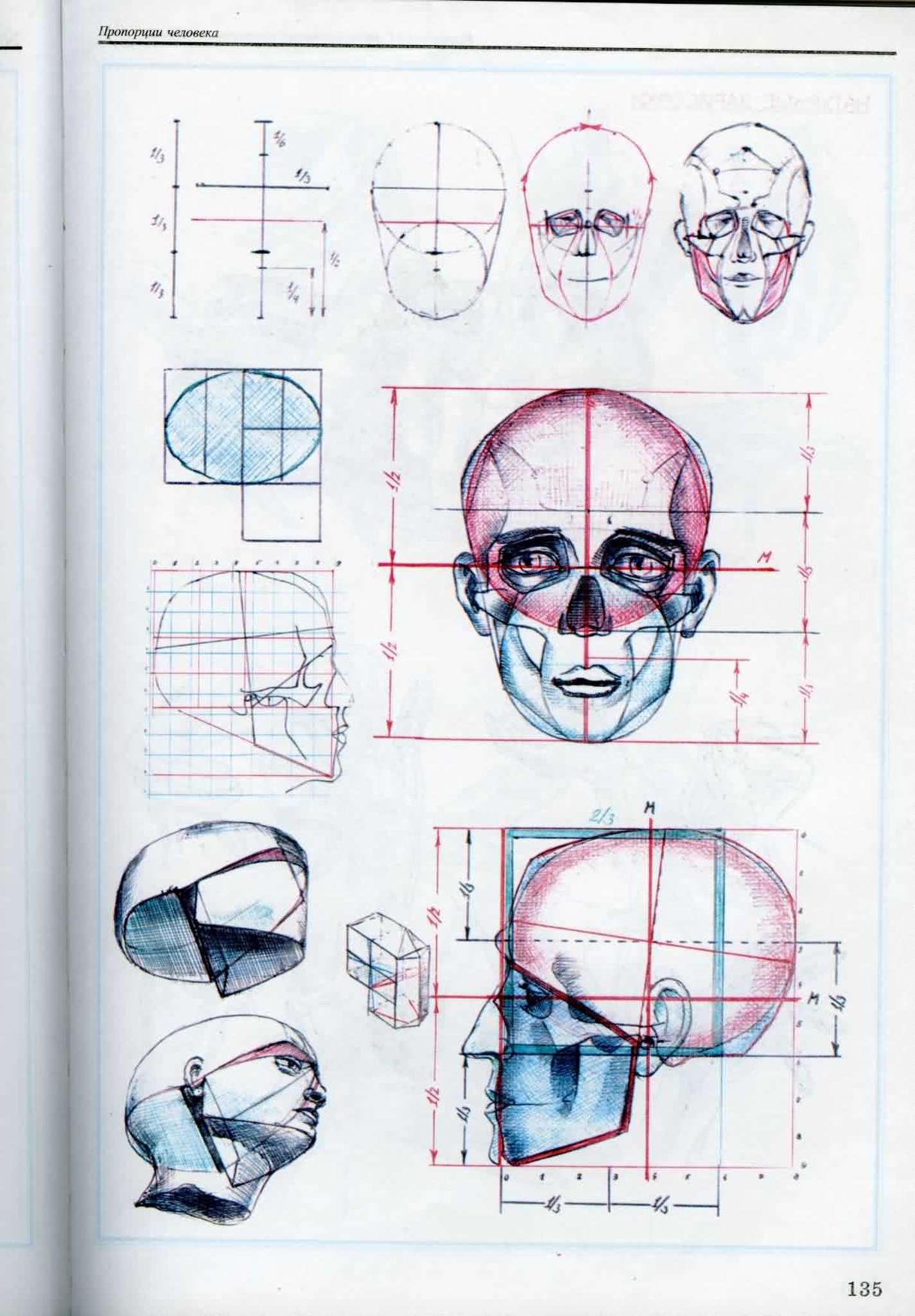 Пропорции головы человека череп