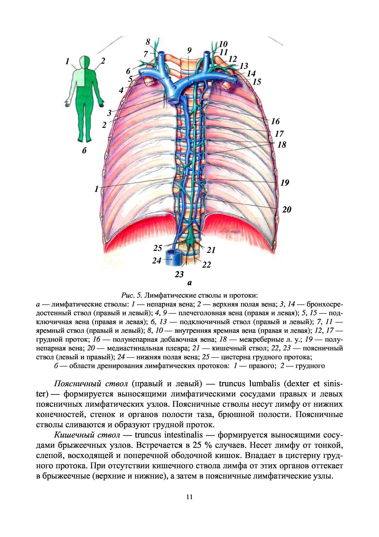 Схема грудного и правого лимфатического протока