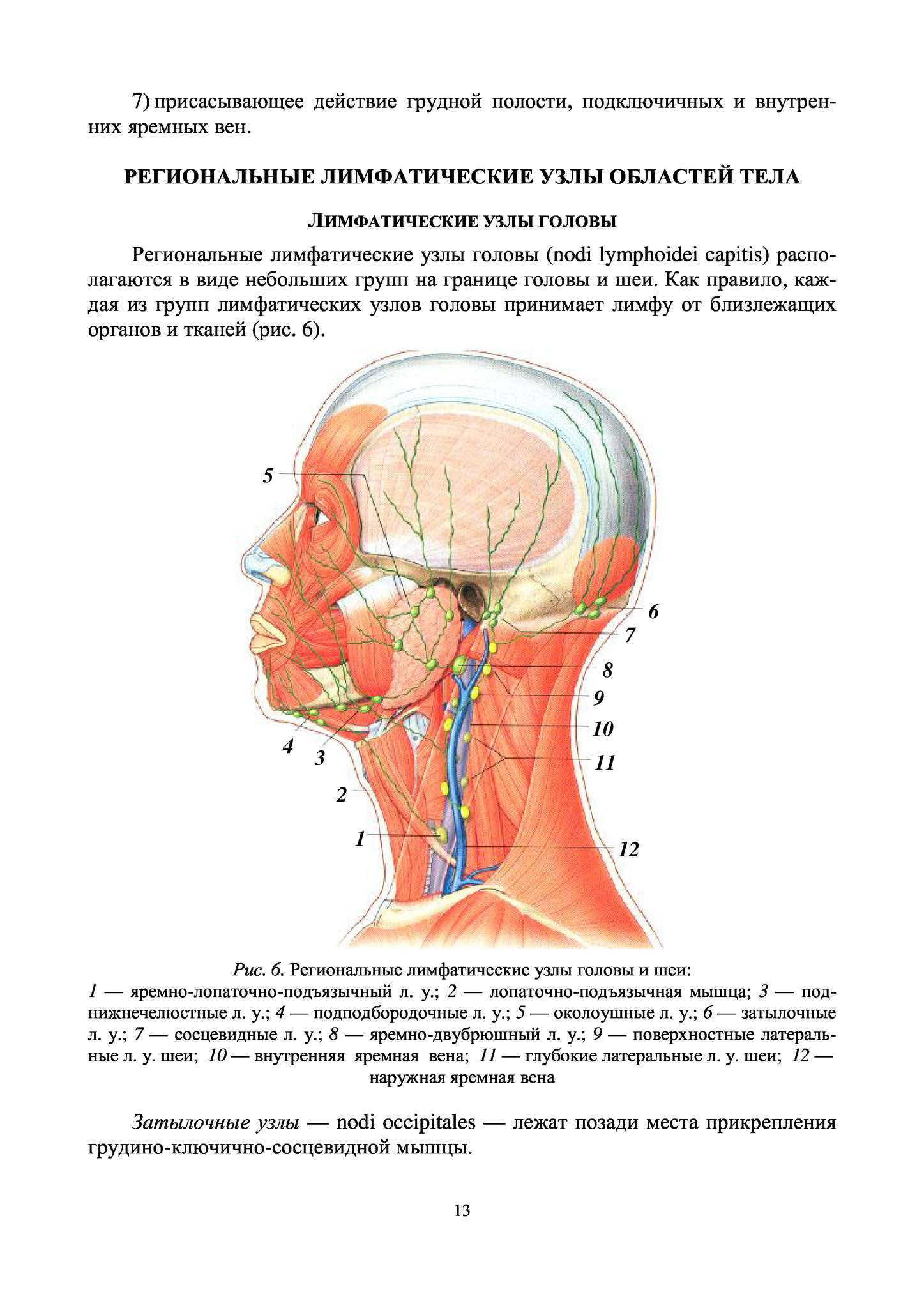 Анатомия шеи сзади лимфоузлы