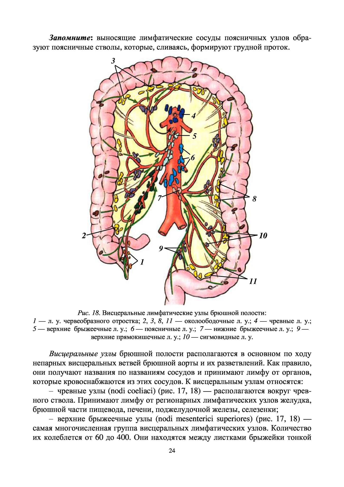Лимфатические сосуды брюшной полости анатомия