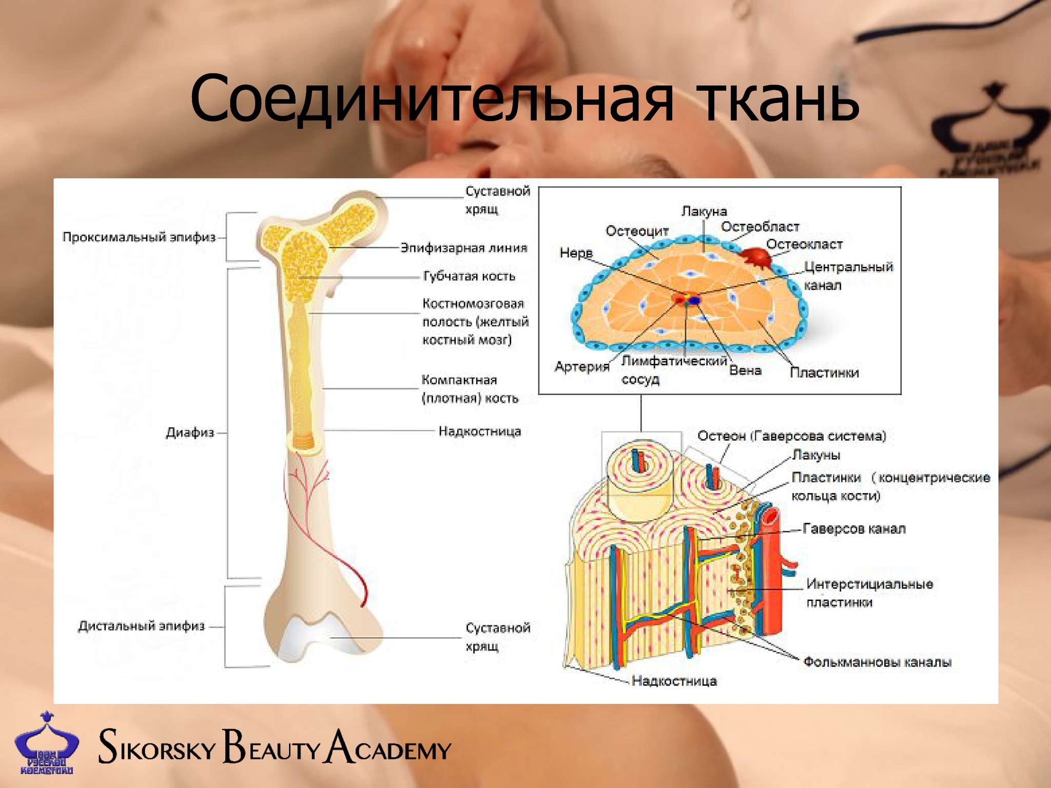 Структурная единица кости. Структурная единица кости Остеон. Строение остеона костная ткань. Строение кости структурно функциональная единица костной ткани. Состав кости строение кости Остеон.